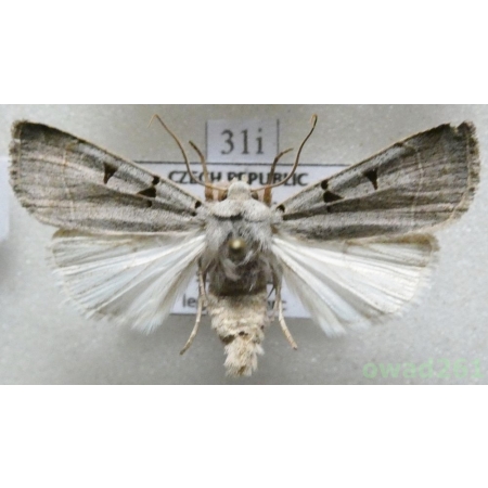 Eugnorisma glareosa (Esper, 1788) Czech31i